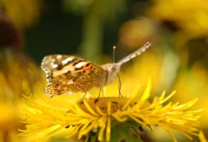 Distelfalter auf Alant Blüte