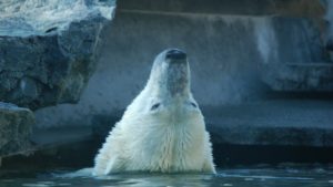 Eisbär in der Wilhelma, Deutschland