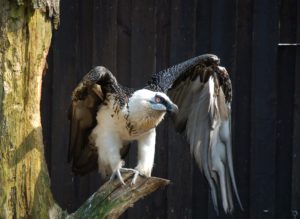 Bartgeier, Vogelpark Walsrode, Deutschland