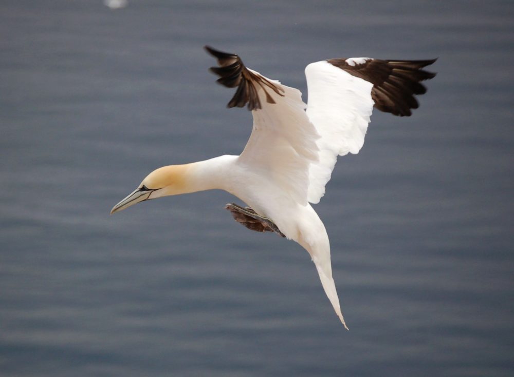 Basstölpel im Landeanflug, Helgoland, Deutschland