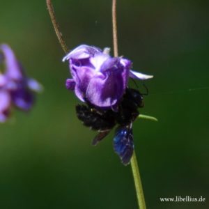Blauschwarze Holzbiene (Xylocopa violacea)