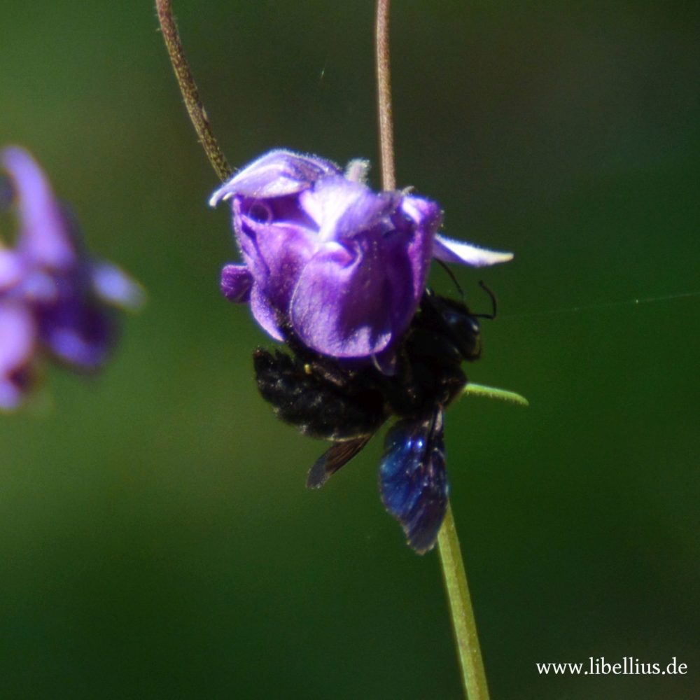 Blauschwarze Holzbiene (Xylocopa violacea)