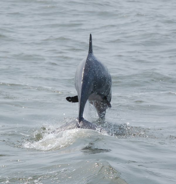 Tipp: Delfinbeobachtung in Estepona