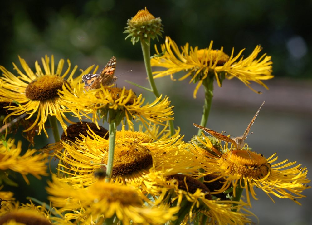 Alant-Blüten mit Distelfaltern