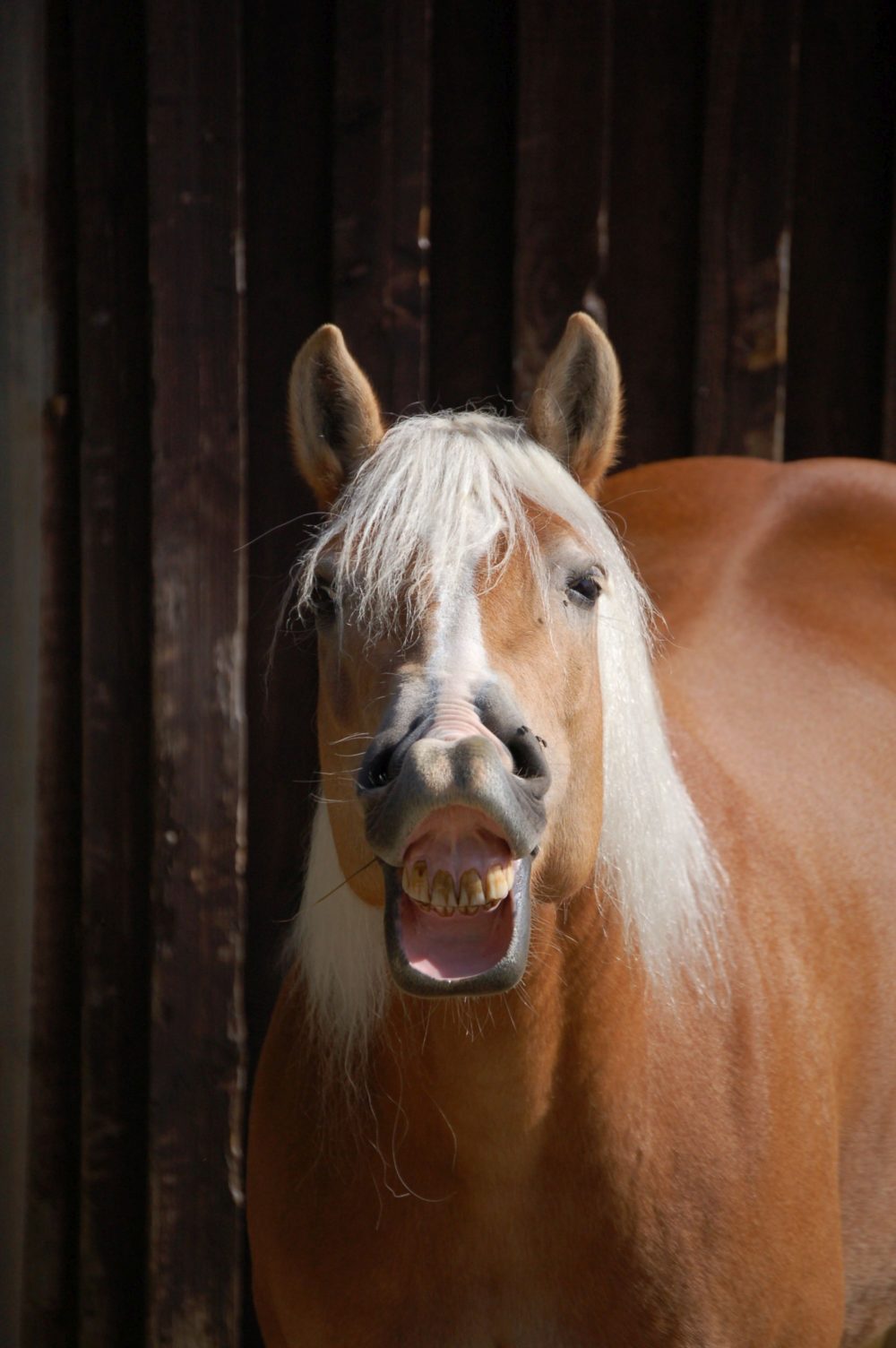 Rasseportrait Haflinger: Die blonden Allrounder aus den Alpen