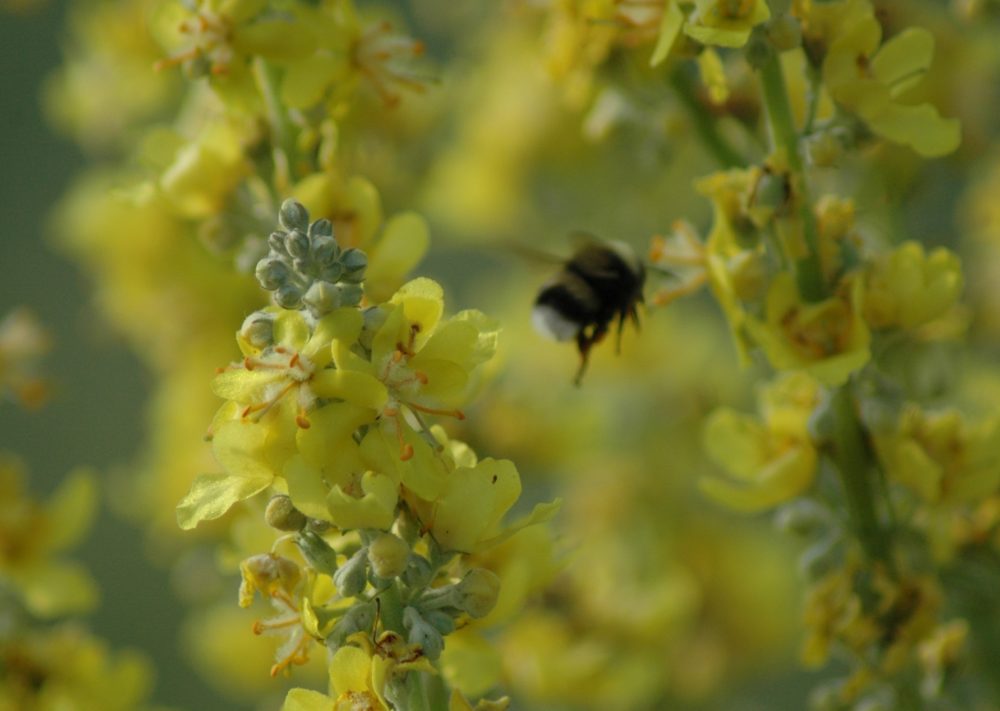 Hummel an einer Königskerze