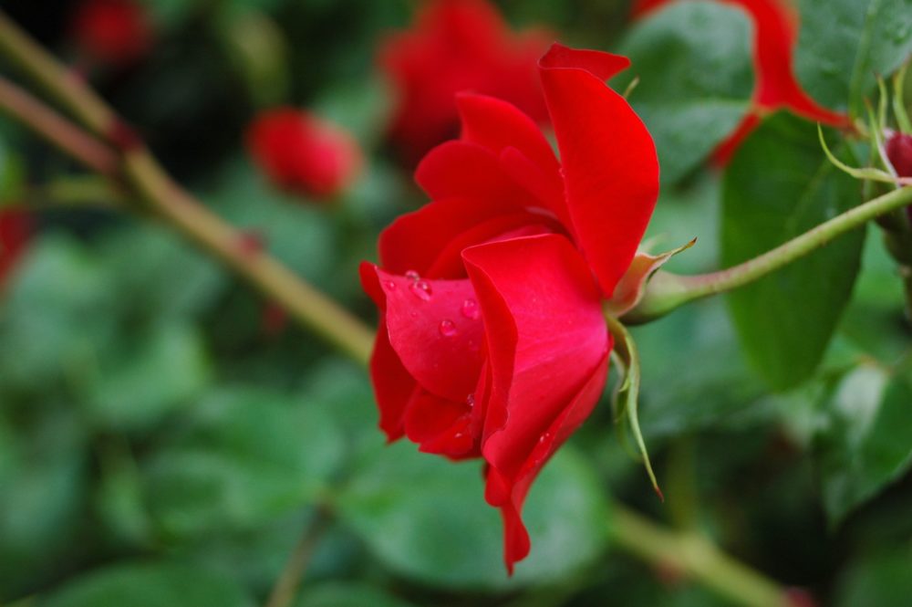 Rote Rose