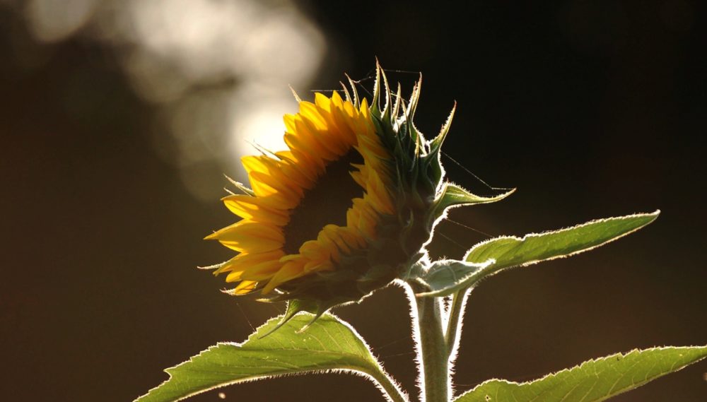 Sonnenblume