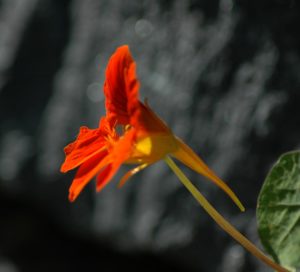 Kapuzinerkresse (Tropaeolum majus)