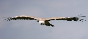 Gänsegeier im Flug