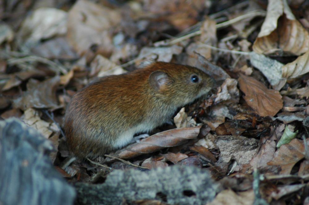 Rötelmaus (Myodes glareolus)