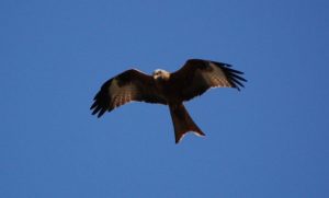 Rotmilan (auch Gabelweihe) im Suchflug