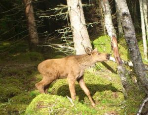 Elch Kalb