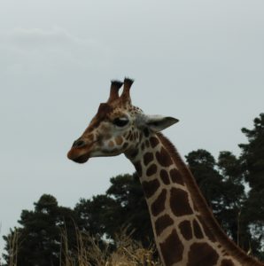 Giraffe, Portrait, Safaripark Hodenhagen, Deutschland