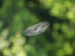 Spinnennetz