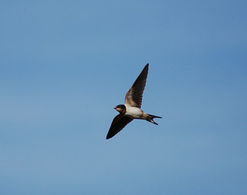 Schwalbe im Flug