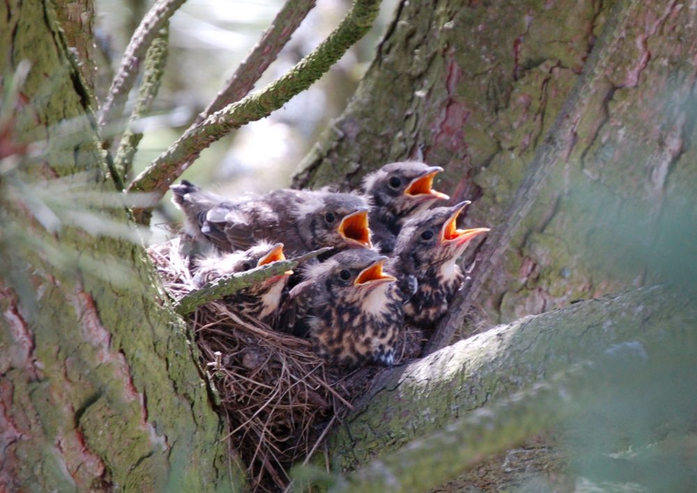 Wacholderdrossel-Küken im Nest