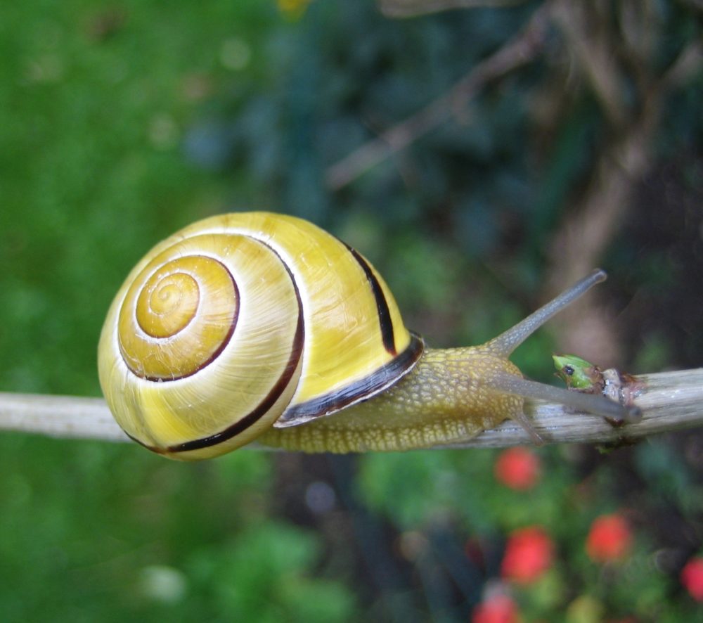 Bänderschnecke (Gattung Cepaea)