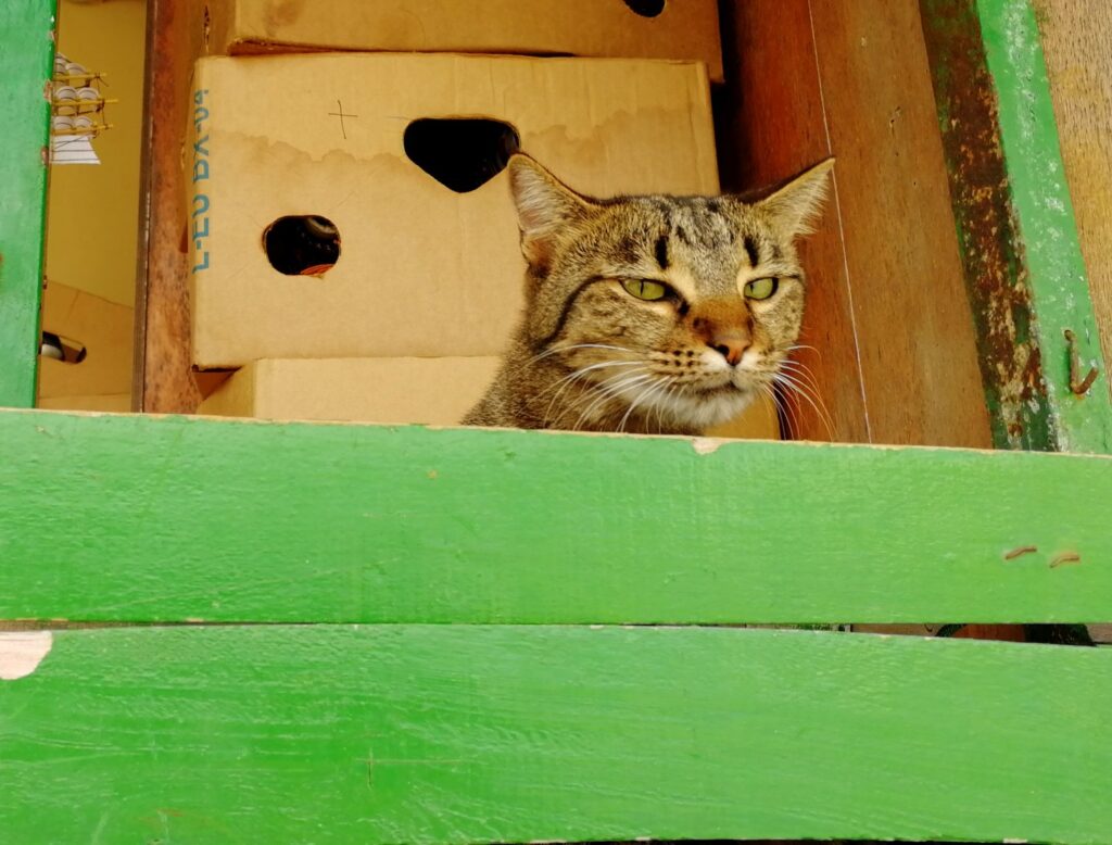 Katze in Portovenere