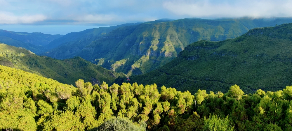 Lorbeerwald Madeira