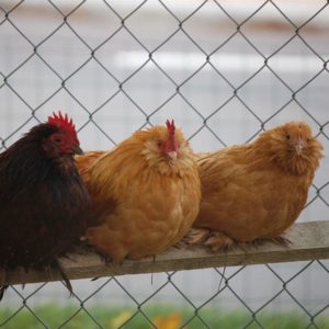 kuschelnde Hühner auf der Stange
