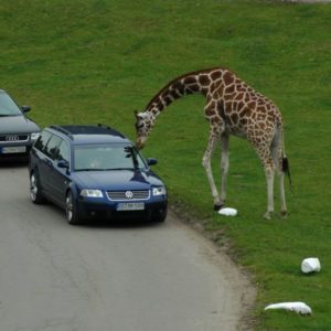 Giraffe untersucht ein Auto, Safaripark Hodenhagen, Deutschland