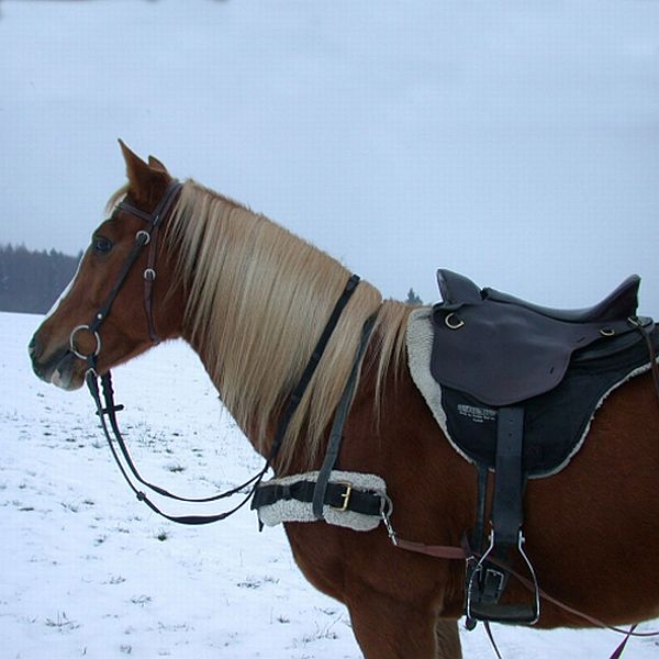 Skijöring Ausrüstung Pferd