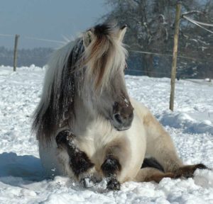 Fjord-Pony liegt im Schnee
