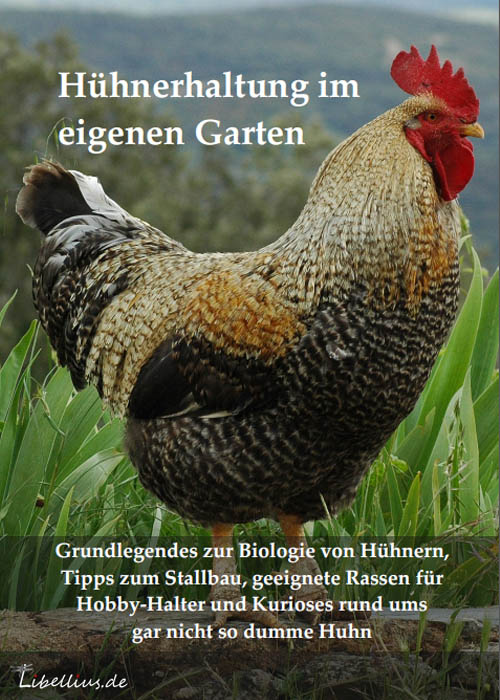 Hühnerhaltung im eigenen Garten
