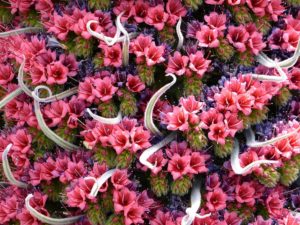 Roter Teide-Natternkopf (Echium wildpretii), Teneriffa, Spanien