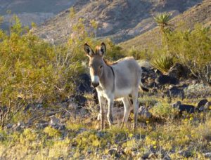 Wildesel bei Oatman, Route 66, Arizona, USA