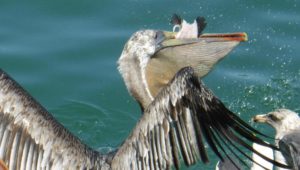 Pelikan mit Fisch im Schnabel