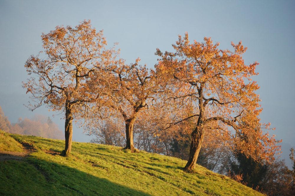 Bäume im Herbst