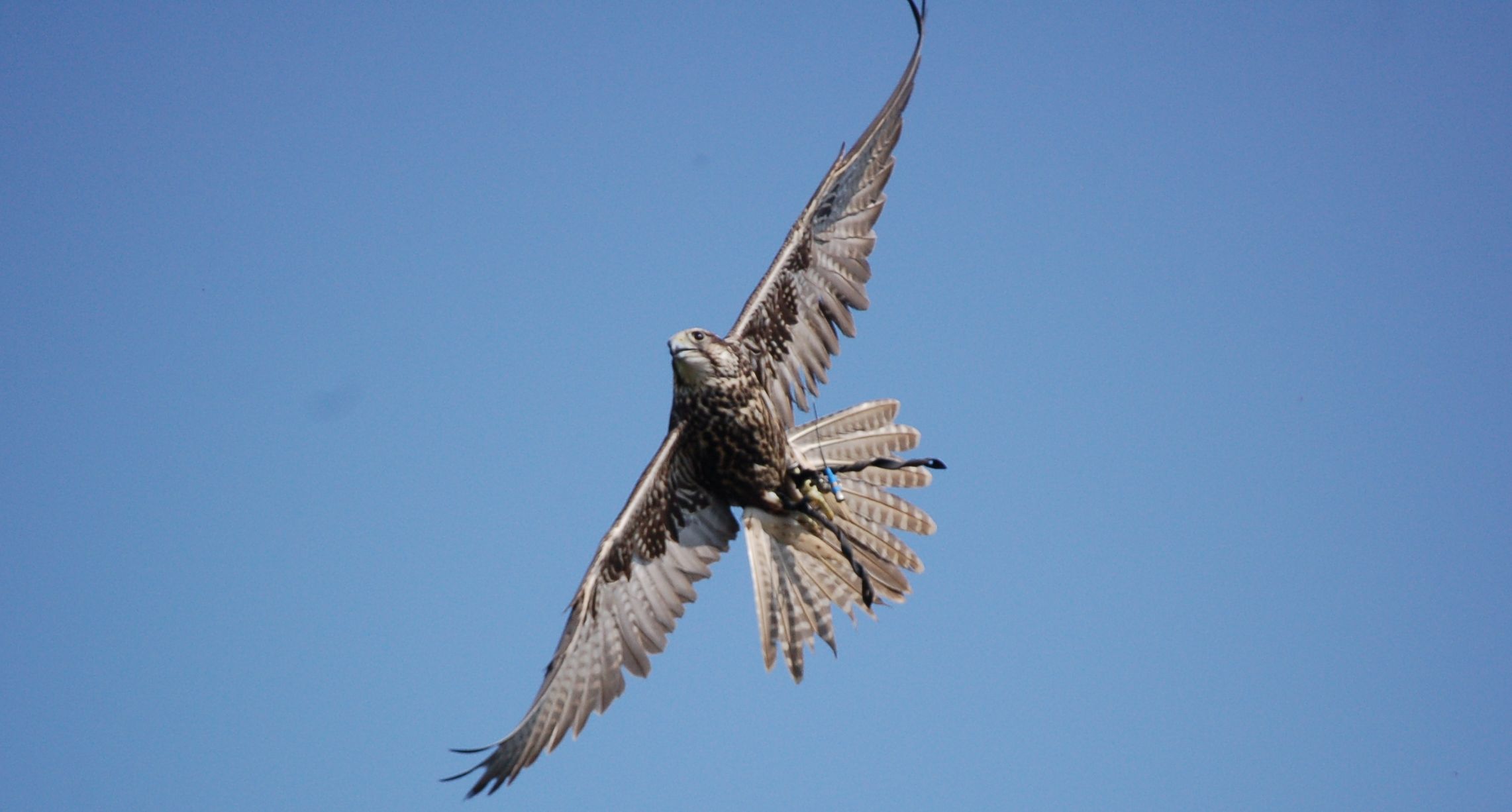 Gerfalke, Raubvogel