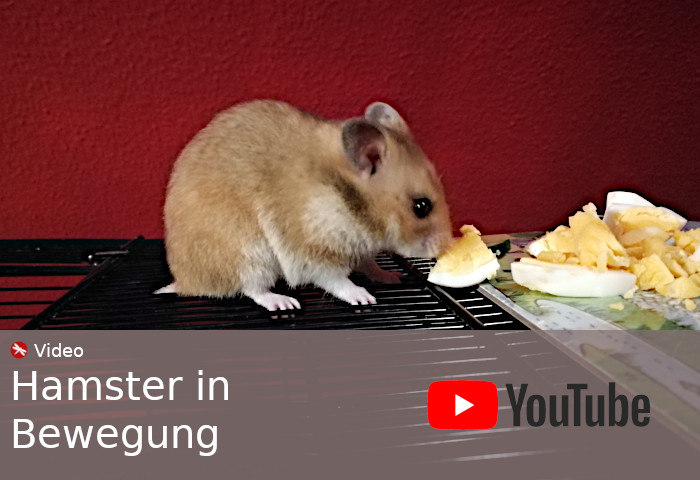 Youtube Video Hamster in Bewegung