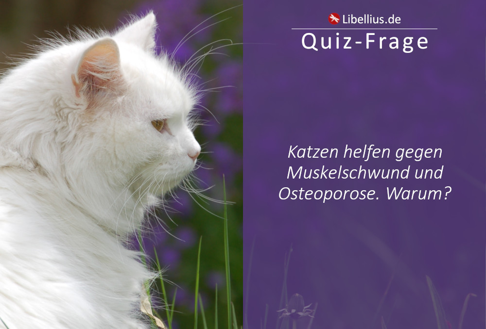 Katzen helfen gegen Muskelschwund und Osteoporose. Warum?