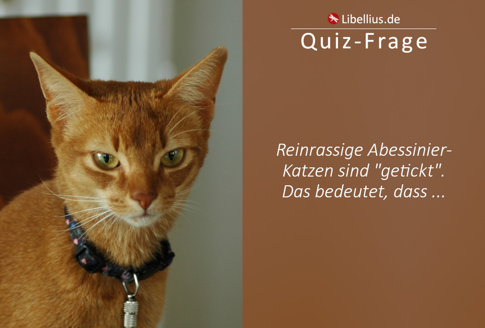 Reinrassige Abessinier-Katzen sind getickt. Das bedeutet, dass ...