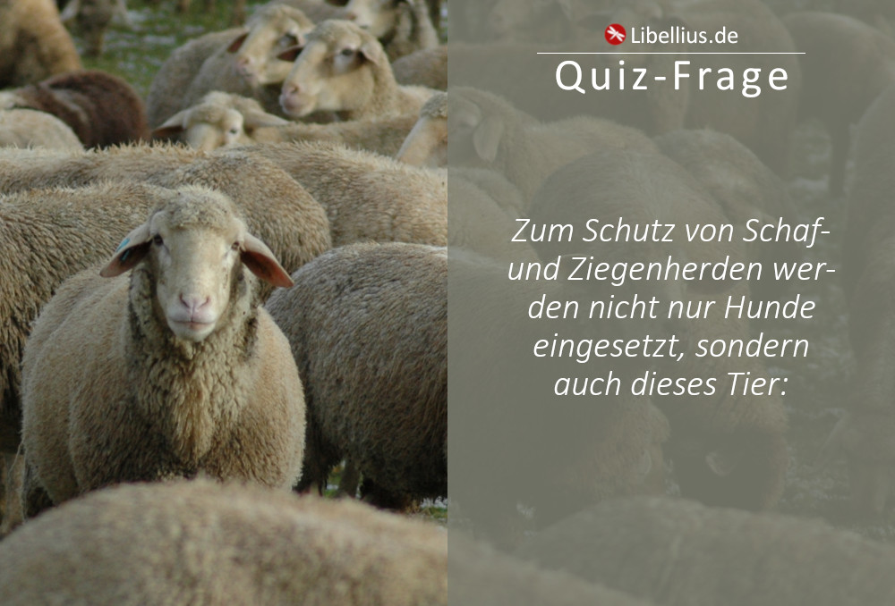 Zum Schutz von Schaf- und Ziegenherden werden nicht nur Hunde eingesetzt, sondern auch ...