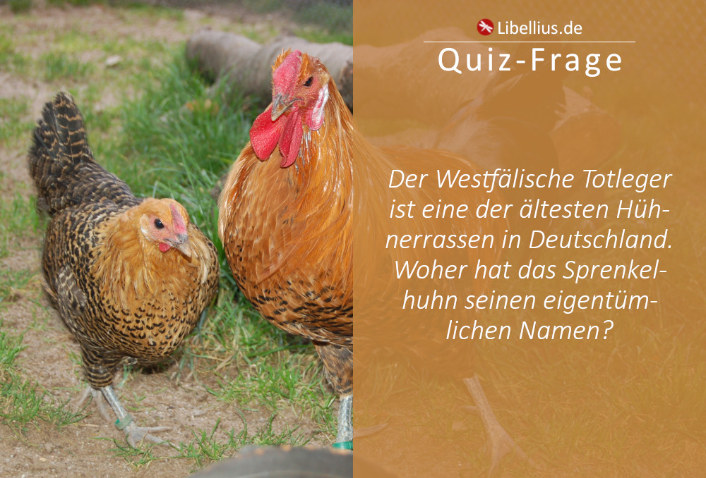 Der Westfälische Totleger ist eine der ältesten deutschen Hühnerrassen. Woher hat das Sprenkelhuhn seinen eigentümlichen Namen?