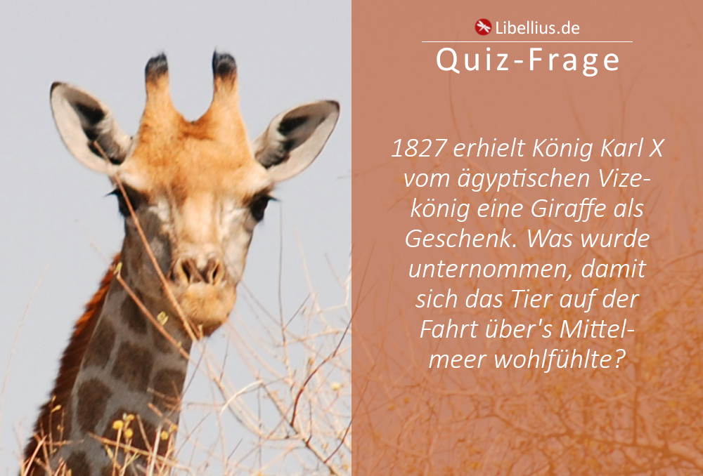 1827 erhielt König Karl X vom ägyptischen Vizekönig Giraffe als Geschenk. Was wurde unternommen, damit sich das Tier auf der Fahrt über's Mittelmeer wohlfühlte?