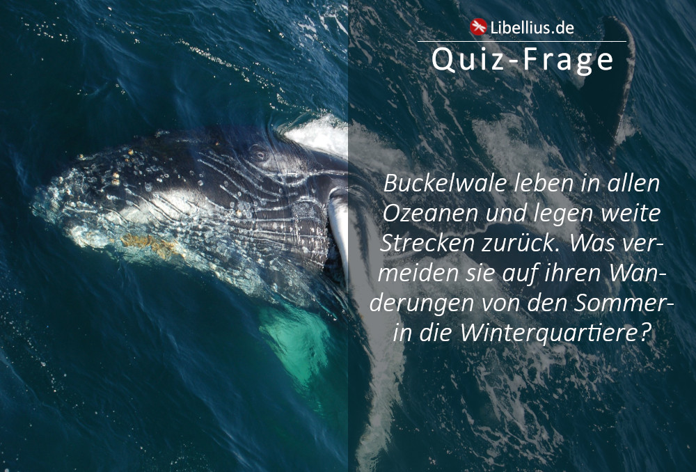 Buckelwale leben in allen Ozeanen und legen weite Strecken zurück. Was vermeiden sie auf ihren Wanderungen von den Sommer- in die Winterquartiere?