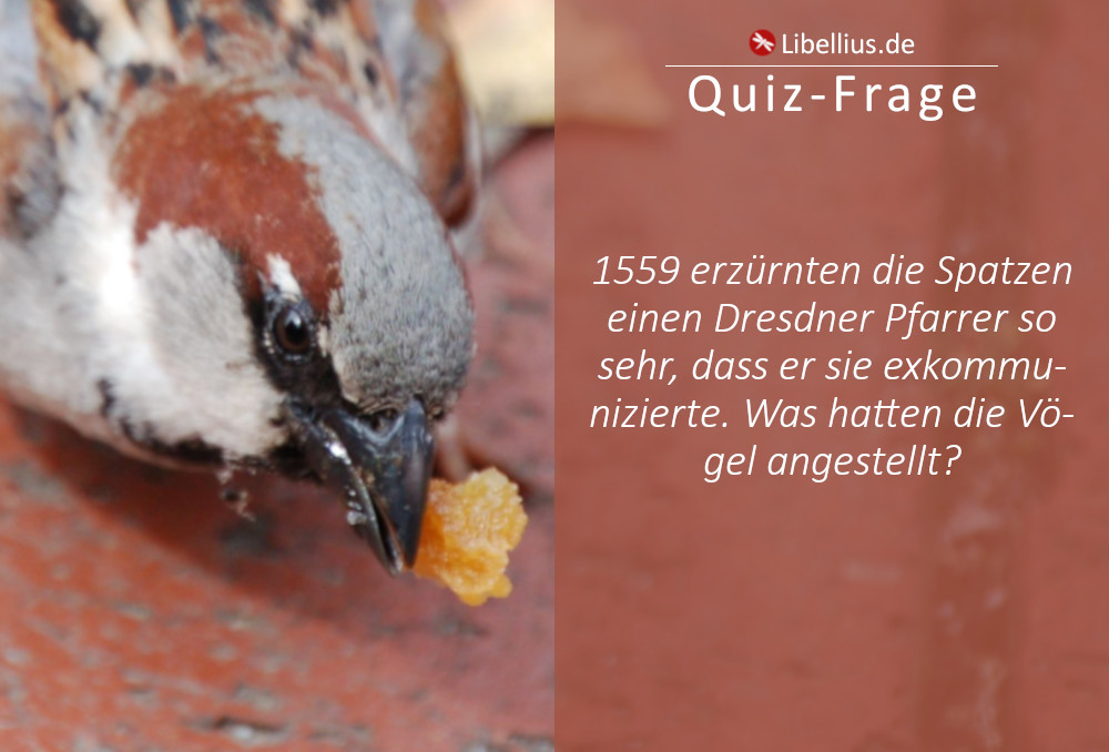 1559 erzürnten die Spatzen einen Dresdner Pfarrer so sehr, dass er sie exkommunizierte. Was hatten die Vögel angestellt?
