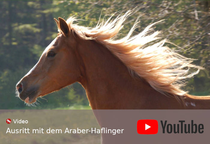 Youtube Video Araber-Haflinger