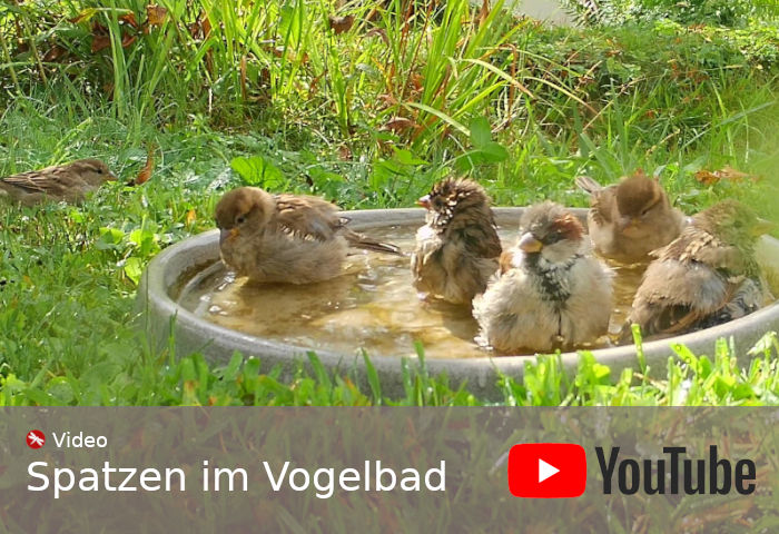 Youtube Video Spatzen im Vogelbad