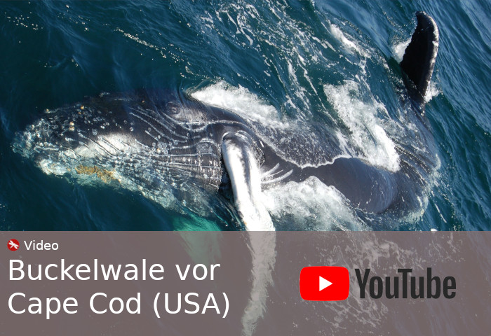 YouTube Video Wale