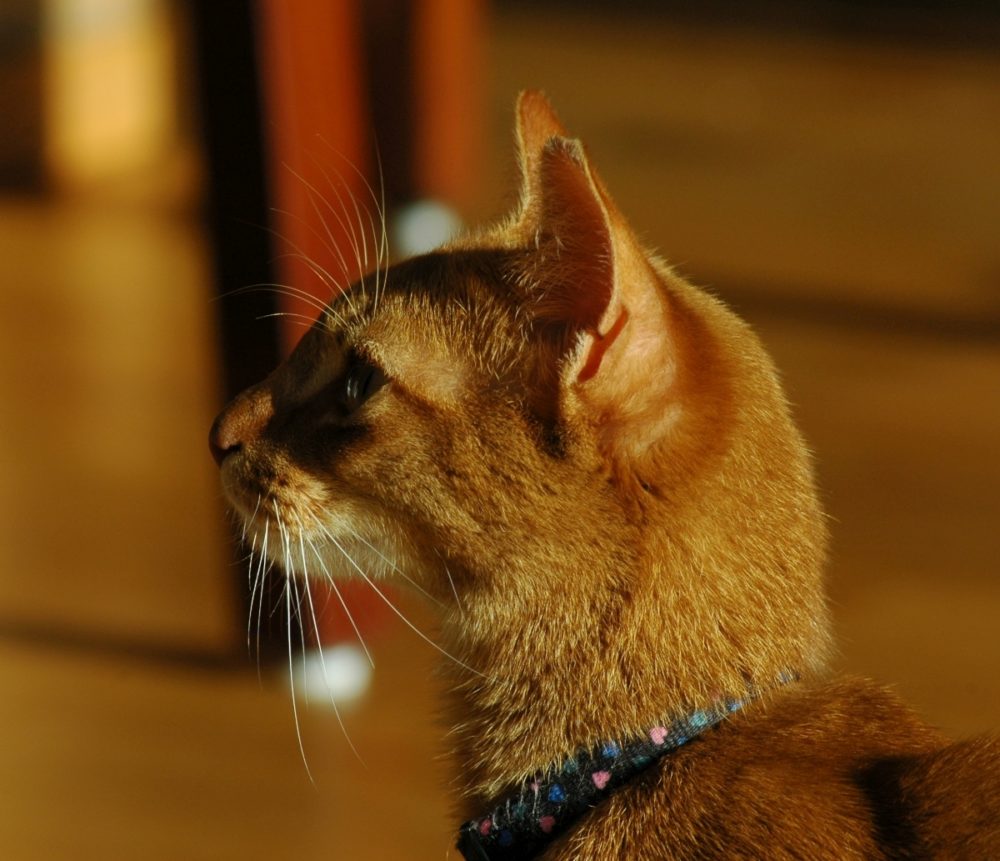 Abessinier-Katze
