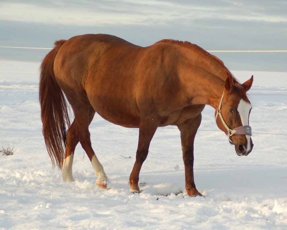 Stark übergewichtiges Pferde mit EMS. Equines Metabolisches Syndrom, Fettleibigkeit
