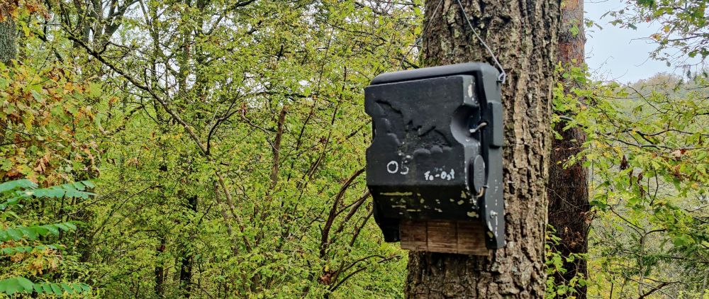Fledermauskasten an einem Baum