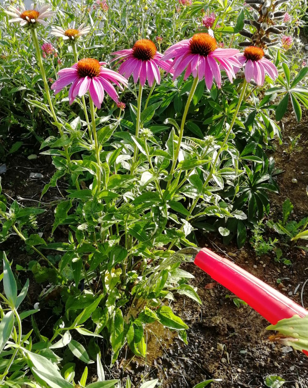 Blumen gießen