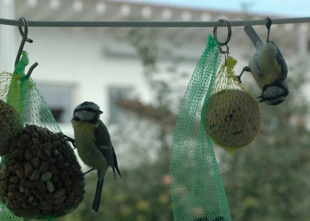 Blaumeisen hängen kopfüber am Meisenknödel